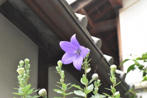 brog-kikyo