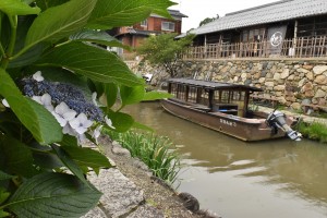 brog-suiro2